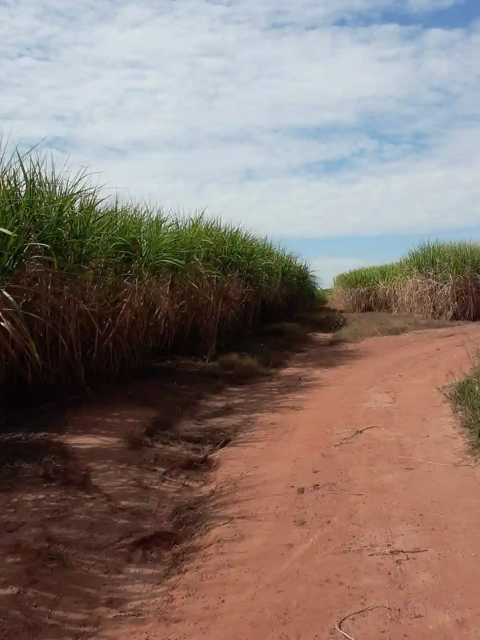 Foto - Auriflama - fazenda